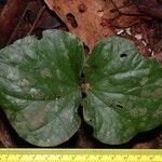 Preslianthus pittieri Leaf