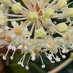 Fatsia japonica Flower