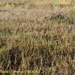 Salicornia perennis Habit