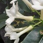 Stephanotis floribunda Blomst