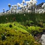 Eriophorum scheuchzeri Kwiat