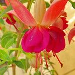 Fuchsia × standishii Çiçek