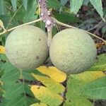 Juglans nigra Mbuma