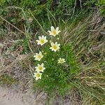 Anemone multifida Habit