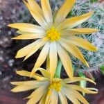 Mammillaria sphaerica Flower