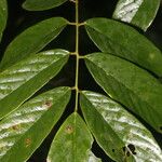 Machaerium floribundum Hoja