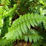 Polystichum acrostichoides Blad