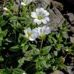 Cerastium latifolium Flower