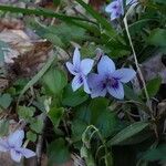 Viola rostrata Flower