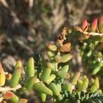 Sedum albumLeaf