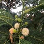 Leucaena leucocephalaVili