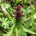 Pedicularis recutita Цветок