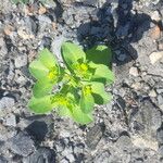 Euphorbia pterococca Blatt