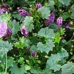 Campanula portenschlagiana Folio