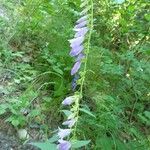 Campanula rapunculoides Habitus