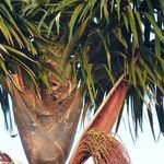 Oenocarpus distichus Flower