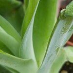 Agave attenuata Leaf