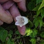 Campanula punctata Blüte