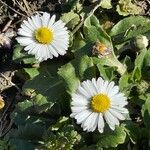 Bellis sylvestris Агульны выгляд