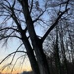 Populus nigra Συνήθη χαρακτηριστικά