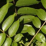 Zanthoxylum setulosum Leht