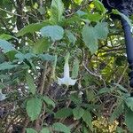 Brugmansia × candida Lehti