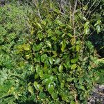 Aristolochia altissima Habit