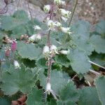 Heuchera rubescens Celota