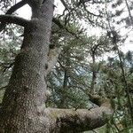 Pinus heldreichii Coajă