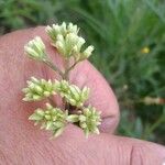 Baccharis punctulata Flor