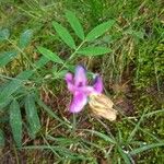 Lathyrus palustris Blüte