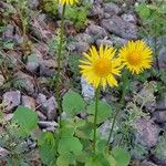 Doronicum columnae 花