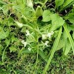 Habenaria humilior Leaf