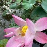 Nelumbo nuciferaFlor