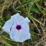 Ipomoea mombassana Цвят