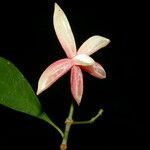 Chrysochlamys glauca Fruto