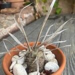 Tephrocactus articulatus Leht