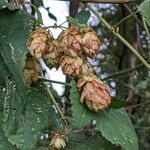 Humulus lupulus 果