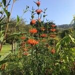 Leonotis leonurusŽiedas