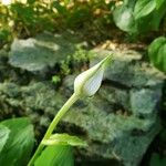 Hosta capitata 花