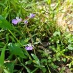 Veronica americana ഇല