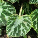 Begonia imperialis Leaf