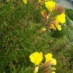 Oenothera elata Λουλούδι
