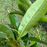 Gordonia fruticosa 叶
