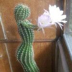 Lobivia bridgesii Floare