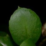 Codonanthopsis uleana Leaf