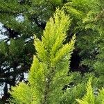 Cupressus macrocarpa 叶