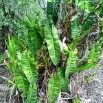 Philodendron billietiae Hoja