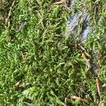 Lycopodium alpinum Feuille