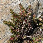 Gaultheria myrsinoides Celota